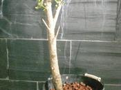 Álamo negro, Chopo Negro Populus nigra
