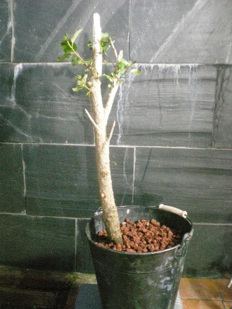 Álamo negro, Chopo Negro - Populus nigra