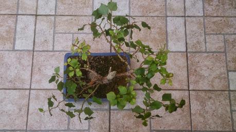 Álamo negro, Chopo Negro - Populus nigra