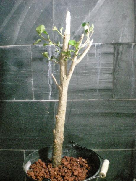 Álamo negro, Chopo Negro - Populus nigra