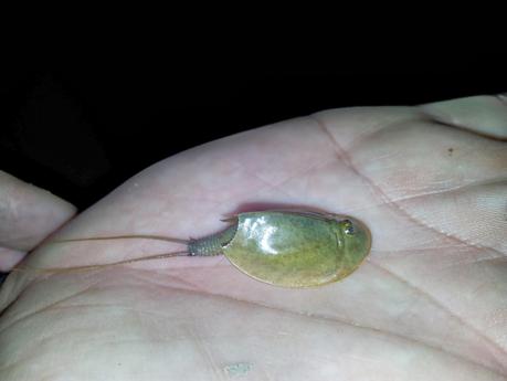 Salir a censar anfibios y encontrar al animal vivo más antiguo del Planeta - Exit to number amphibians and find the oldest living animal on earth.