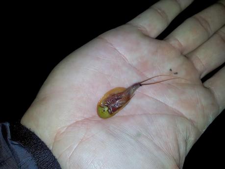 Salir a censar anfibios y encontrar al animal vivo más antiguo del Planeta - Exit to number amphibians and find the oldest living animal on earth.