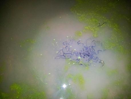 Salir a censar anfibios y encontrar al animal vivo más antiguo del Planeta - Exit to number amphibians and find the oldest living animal on earth.