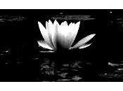 Poesía china. Canción doncellas recolectoras lotos