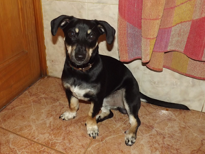 ¡De vuelta por Navidad!