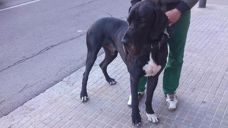 STREET STYLE: El Gran Danés, un perro elegante y con estilo //  The Great Dane, a sleek and stylish dog