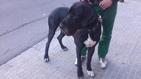 STREET STYLE: El Gran Danés, un perro elegante y con estilo //  The Great Dane, a sleek and stylish dog