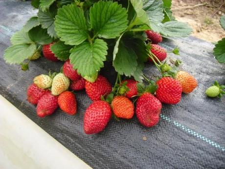 FRESAS EN DICIEMBRE