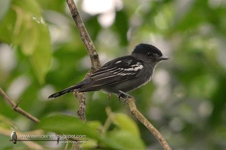 Anambé común (White-winged Becard) Pachyramphus polychopterus