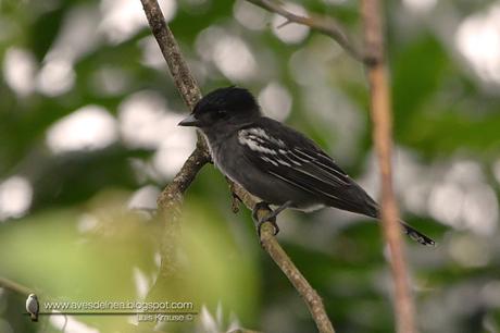 Anambé común (White-winged Becard) Pachyramphus polychopterus