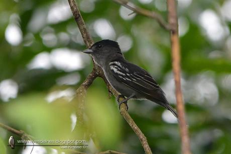 Anambé común (White-winged Becard) Pachyramphus polychopterus