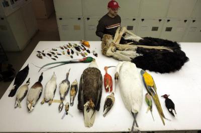 Algunas de las especies de aves analizadas para el estudio genómico comparativo descansan en una mesa en el Museo Nacional de Historia Natural en Washington, DC. / AAAS-Carla Schaffer