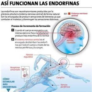 endorfinas