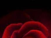 Belleza atormentada, Coello