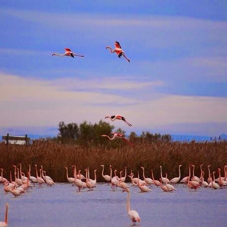 FLAMENCOS