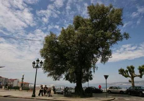 ¿Porte Natural del Olivo?