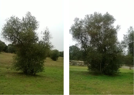 ¿Porte Natural del Olivo?