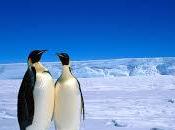 debes saber soñar pingüinos