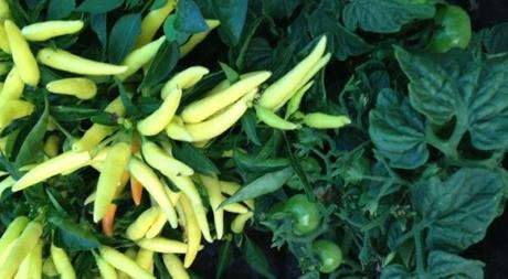 Cultiva tu huerto, alegra tu vida