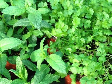 Cultiva tu huerto, alegra tu vida