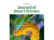 Hormigas subterráneas