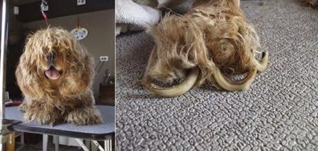 9 Mascotas que volvieron a casa desde distancias increíbles.