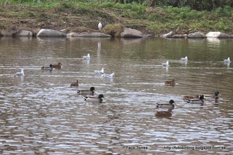 El eufemismo de la carga orgánica.