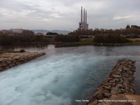El eufemismo de la carga orgánica.