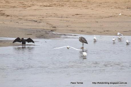 El eufemismo de la carga orgánica.