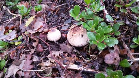 Hayedo de Tejera Negra (Parque Natural Sierra Norte de Guadalajara