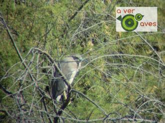 El calor amansa a las aves y anima a los peques xxxxxxxxx