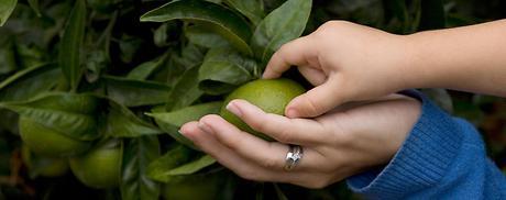 Naranjas, Mandarinas, venta directa de huerto, Natural, Ecologico, Valencia, Naranjas Valencianas, Sabor, Frescura,