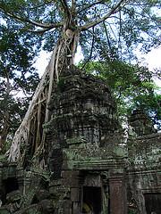 Ta Prohm1