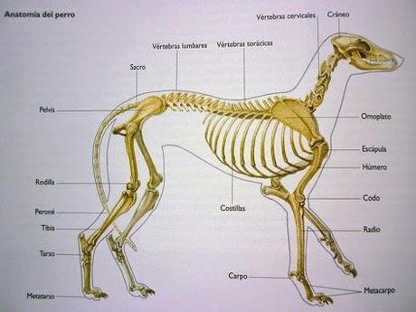 El cóccix, la pequeña cola que nos une a los animales