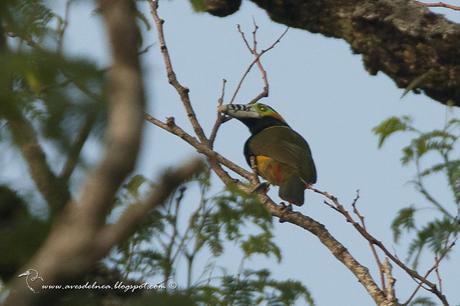 Arasarí chico (Spot-billed Toucanet) Selenidera maculirostris