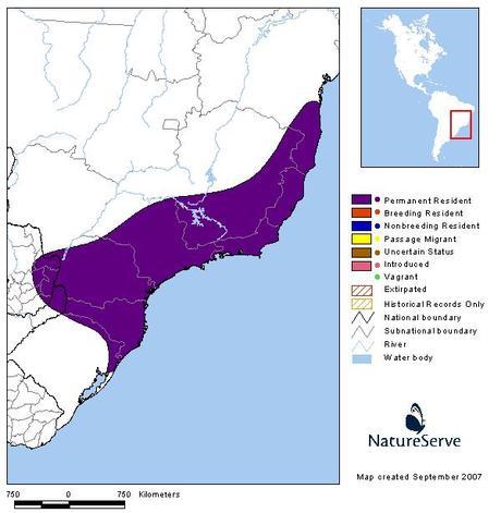 Arasarí chico (Spot-billed Toucanet) Selenidera maculirostris