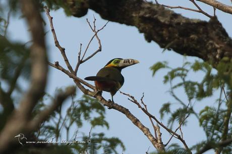 Arasarí chico (Spot-billed Toucanet) Selenidera maculirostris