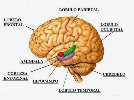 localizacion_memoria_en_el_cerebro
