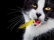 ¿Acaso merece malo malísimo gato malísimo? #GatosMalignos