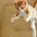 video los gatos también tropiezan