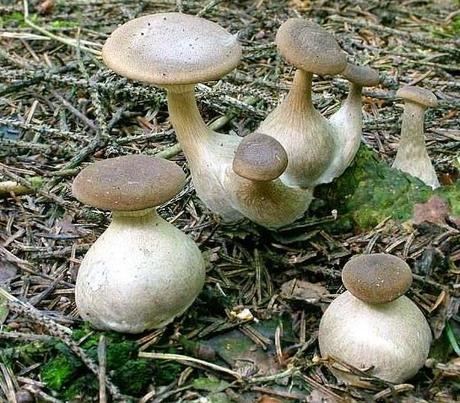 Elige bien a tu comensal... hoy con coprina