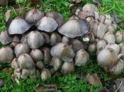 Elige bien comensal... coprina