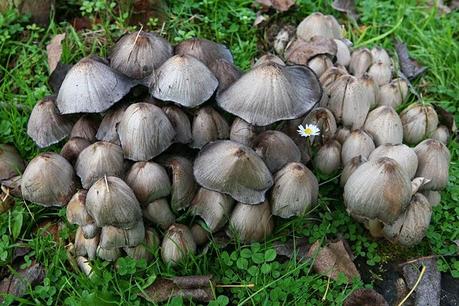 Elige bien a tu comensal... hoy con coprina