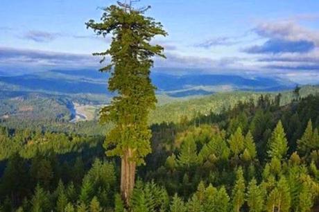 Hyperion, el árbol vivo conocido más alto del mundo