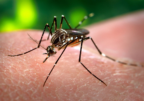 Nuevo descubrimiento nos acerca a la vacuna contra el Dengue