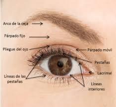 2 Maquillajes para las Navidades partes del ojo