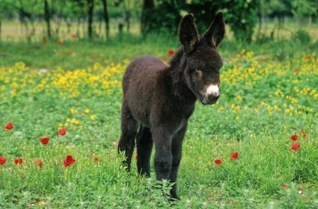 cria de burro