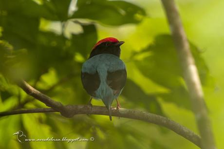 Bailarín azul (Swallow-tailed Manakin) Chiroxiphia caudata