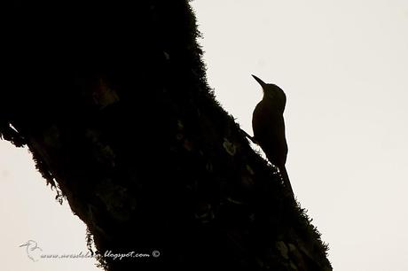 Trepador oscuro (Planalto Woodcreeper) Dendrocolaptes platyrostris