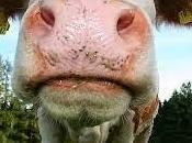 vaca parcela lado